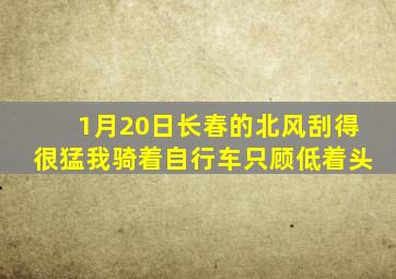 1月20日长春的北风刮得很猛我骑着自行车只顾低着头