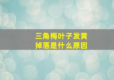 三角梅叶子发黄掉落是什么原因