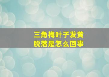 三角梅叶子发黄脱落是怎么回事