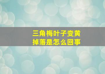 三角梅叶子变黄掉落是怎么回事