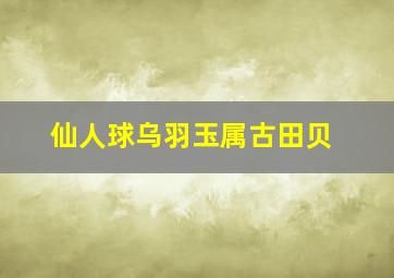 仙人球乌羽玉属古田贝