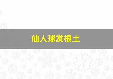 仙人球发根土