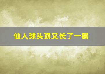 仙人球头顶又长了一颗