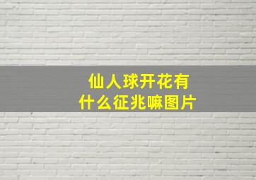 仙人球开花有什么征兆嘛图片