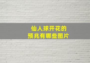 仙人球开花的预兆有哪些图片