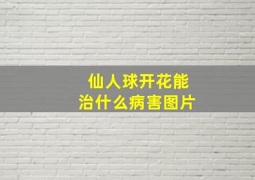 仙人球开花能治什么病害图片