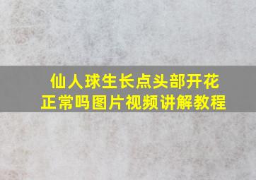 仙人球生长点头部开花正常吗图片视频讲解教程