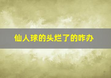 仙人球的头烂了的咋办