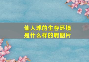 仙人球的生存环境是什么样的呢图片