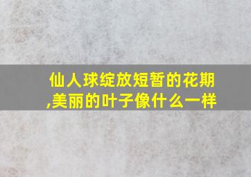 仙人球绽放短暂的花期,美丽的叶子像什么一样