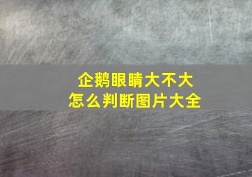 企鹅眼睛大不大怎么判断图片大全