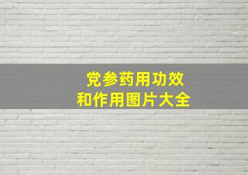 党参药用功效和作用图片大全