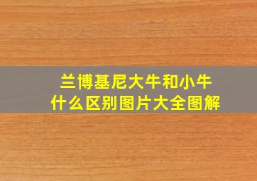 兰博基尼大牛和小牛什么区别图片大全图解