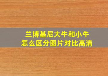 兰博基尼大牛和小牛怎么区分图片对比高清