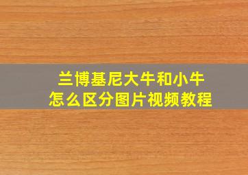 兰博基尼大牛和小牛怎么区分图片视频教程