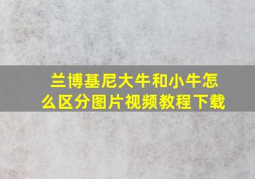 兰博基尼大牛和小牛怎么区分图片视频教程下载