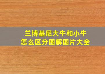 兰博基尼大牛和小牛怎么区分图解图片大全