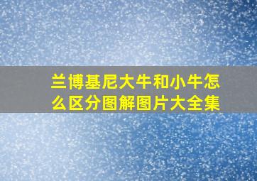 兰博基尼大牛和小牛怎么区分图解图片大全集