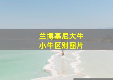 兰博基尼大牛小牛区别图片