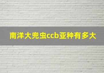 南洋大兜虫ccb亚种有多大