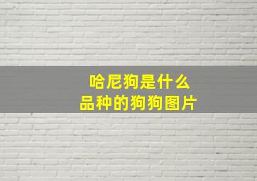 哈尼狗是什么品种的狗狗图片