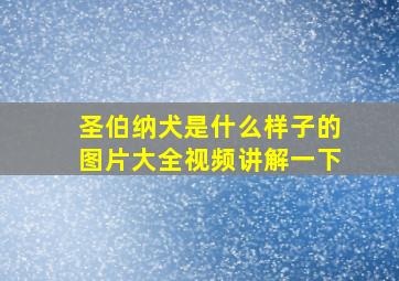 圣伯纳犬是什么样子的图片大全视频讲解一下