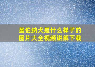 圣伯纳犬是什么样子的图片大全视频讲解下载