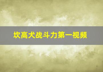 坎高犬战斗力第一视频