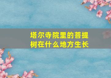 塔尔寺院里的菩提树在什么地方生长