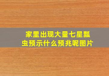 家里出现大量七星瓢虫预示什么预兆呢图片