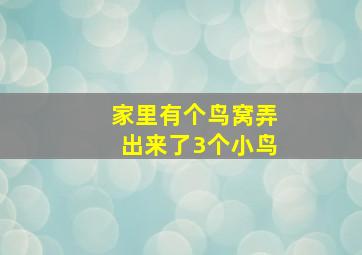 家里有个鸟窝弄出来了3个小鸟