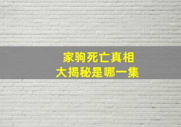 家驹死亡真相大揭秘是哪一集