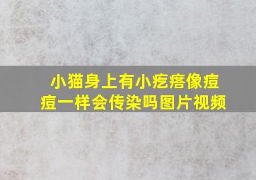 小猫身上有小疙瘩像痘痘一样会传染吗图片视频