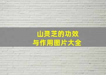 山灵芝的功效与作用图片大全