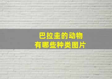 巴拉圭的动物有哪些种类图片