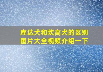 库达犬和坎高犬的区别图片大全视频介绍一下