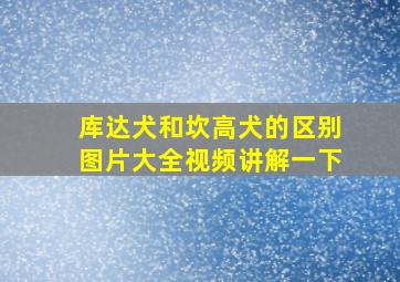 库达犬和坎高犬的区别图片大全视频讲解一下