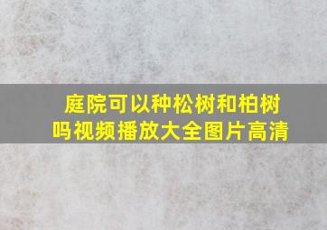 庭院可以种松树和柏树吗视频播放大全图片高清