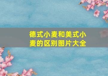 德式小麦和美式小麦的区别图片大全