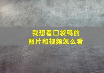 我想看口袋鸭的图片和视频怎么看