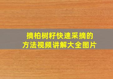 摘柏树籽快速采摘的方法视频讲解大全图片