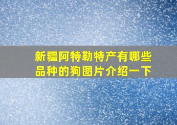 新疆阿特勒特产有哪些品种的狗图片介绍一下