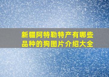 新疆阿特勒特产有哪些品种的狗图片介绍大全