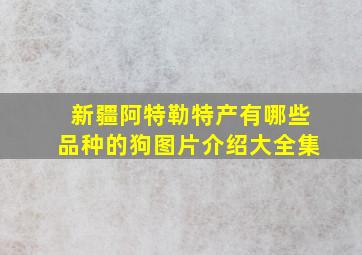 新疆阿特勒特产有哪些品种的狗图片介绍大全集