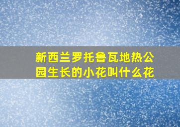 新西兰罗托鲁瓦地热公园生长的小花叫什么花