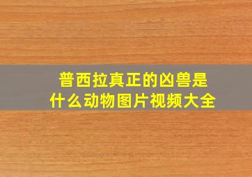 普西拉真正的凶兽是什么动物图片视频大全