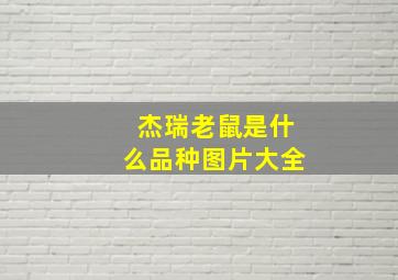 杰瑞老鼠是什么品种图片大全