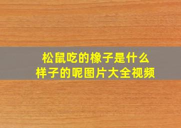 松鼠吃的橡子是什么样子的呢图片大全视频