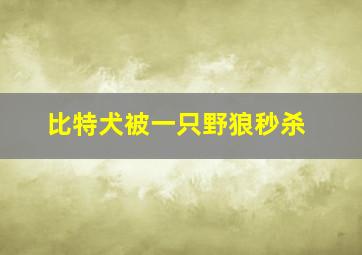 比特犬被一只野狼秒杀