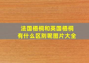 法国梧桐和英国梧桐有什么区别呢图片大全